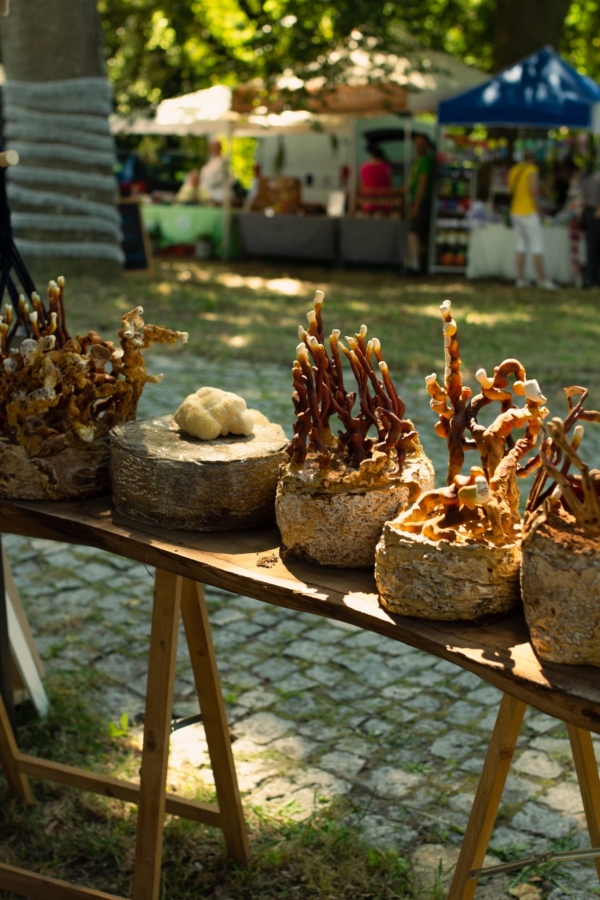 GROWKIT Reishi (Lakownica Lśniąca) – zdjęcie 8