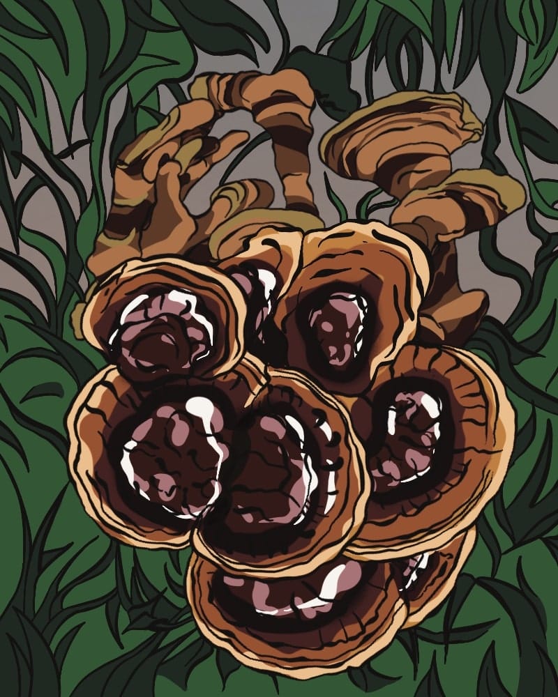 GROWKIT Dorosłe Reishi (Lakownica Lśniąca) - obrazek 4