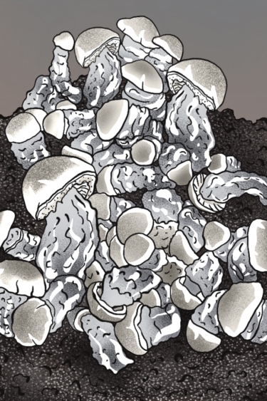 growkit grzybnia Roger Babbit
