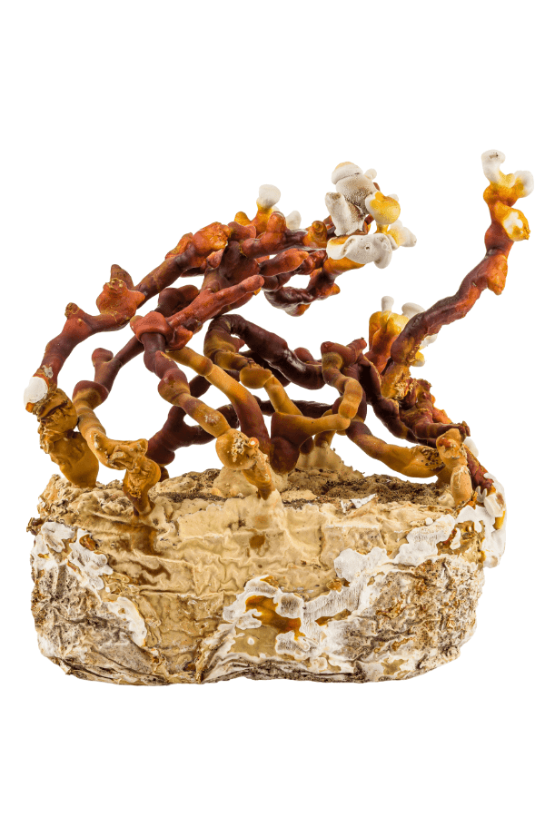 GROWKIT Dorosłe Reishi (Lakownica Lśniąca) - obrazek 2