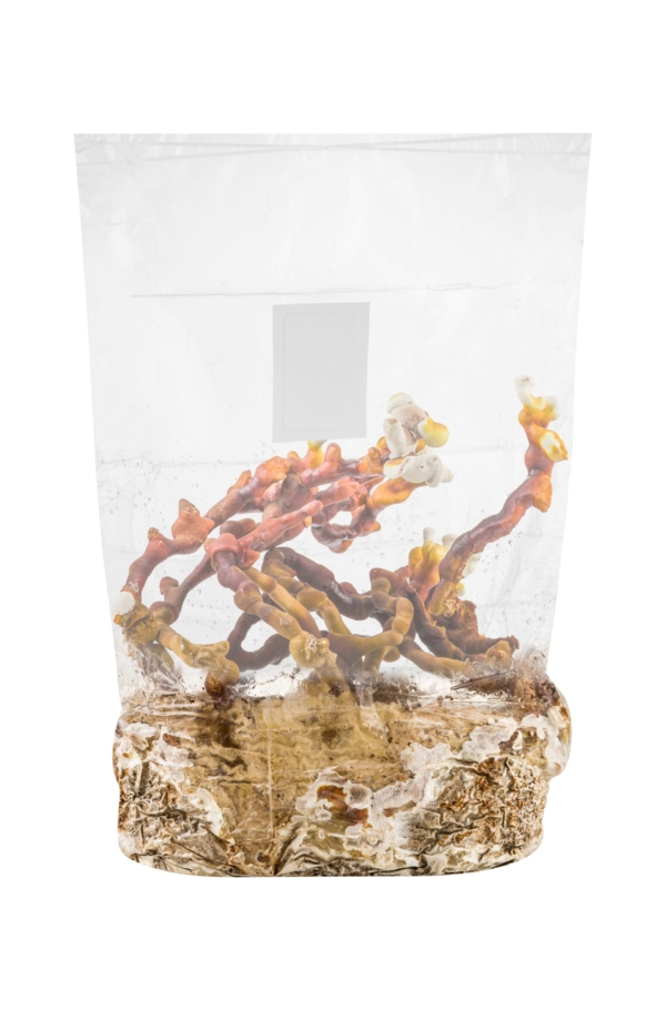 GROWKIT Dorosłe Reishi (Lakownica Lśniąca) – zdjęcie 1