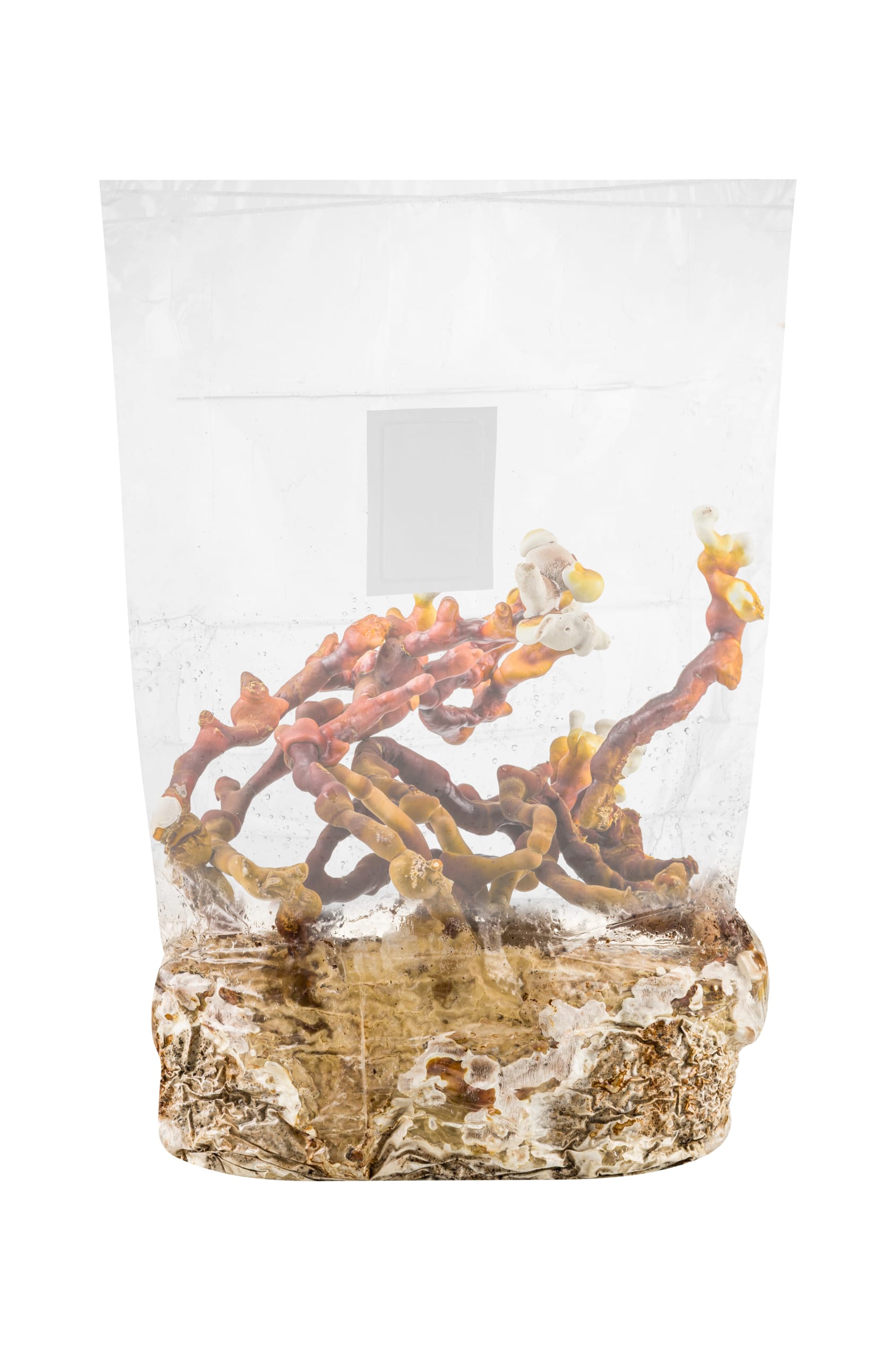 GROWKIT Dorosłe Reishi (Lakownica Lśniąca)