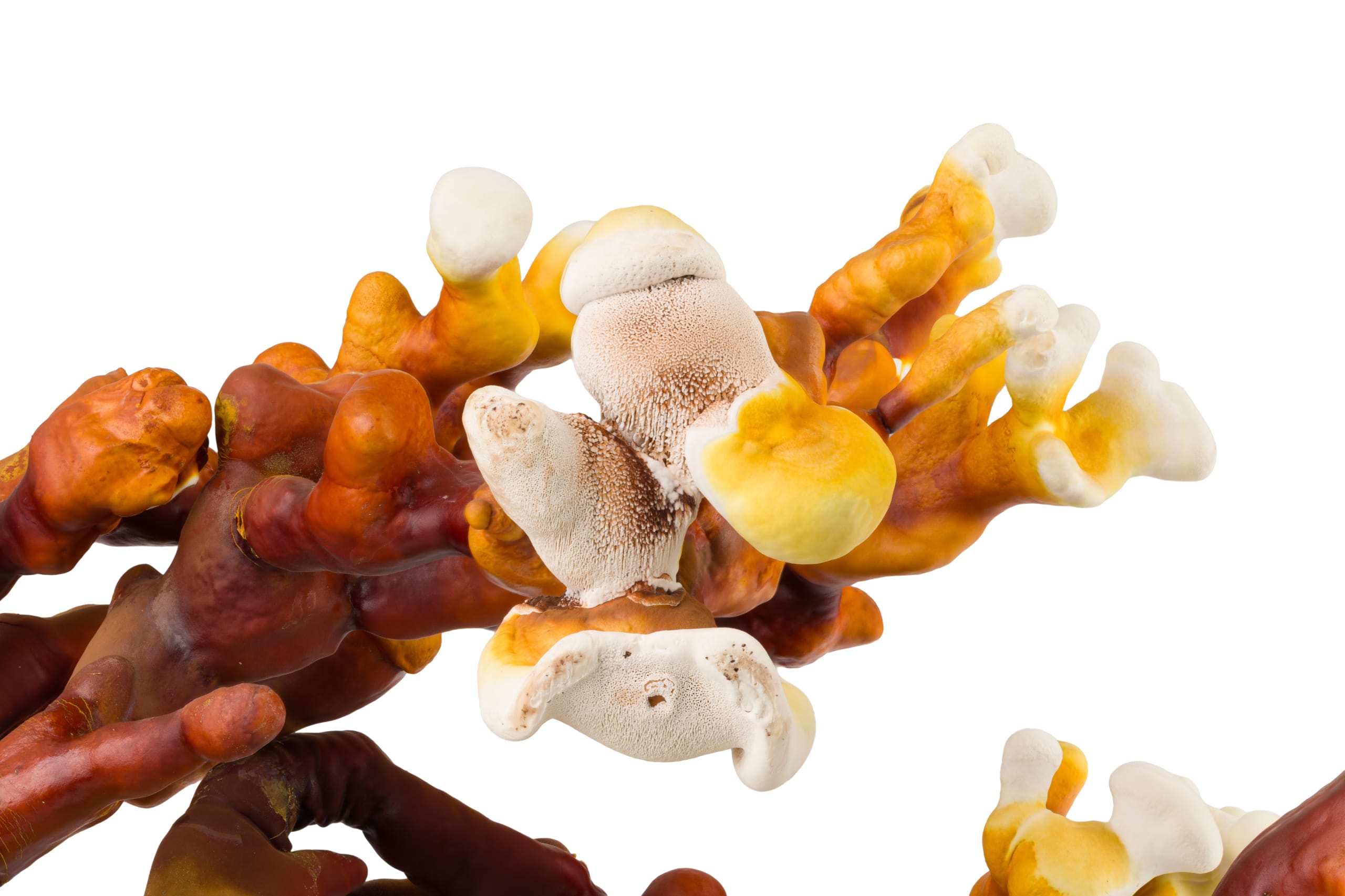 GROWKIT Dorosłe Reishi (Lakownica Lśniąca) - obrazek 3