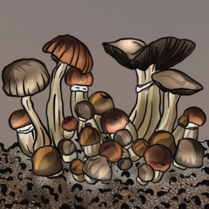 Zestaw growkit El Choco