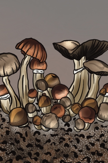 Zestaw growkit El Choco