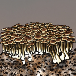Growkit do hodowli Mazatapec