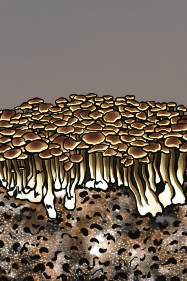 Growkit do hodowli Mazatapec