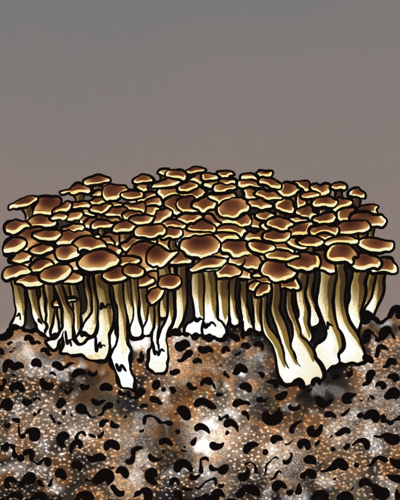 Growkit do hodowli Mazatapec