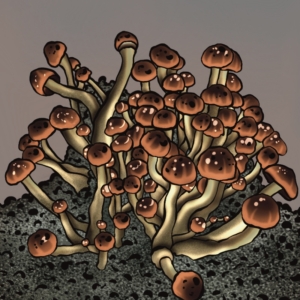 growkit psilocybe cubensis Mc Kennaii