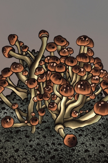 growkit psilocybe cubensis Mc Kennaii