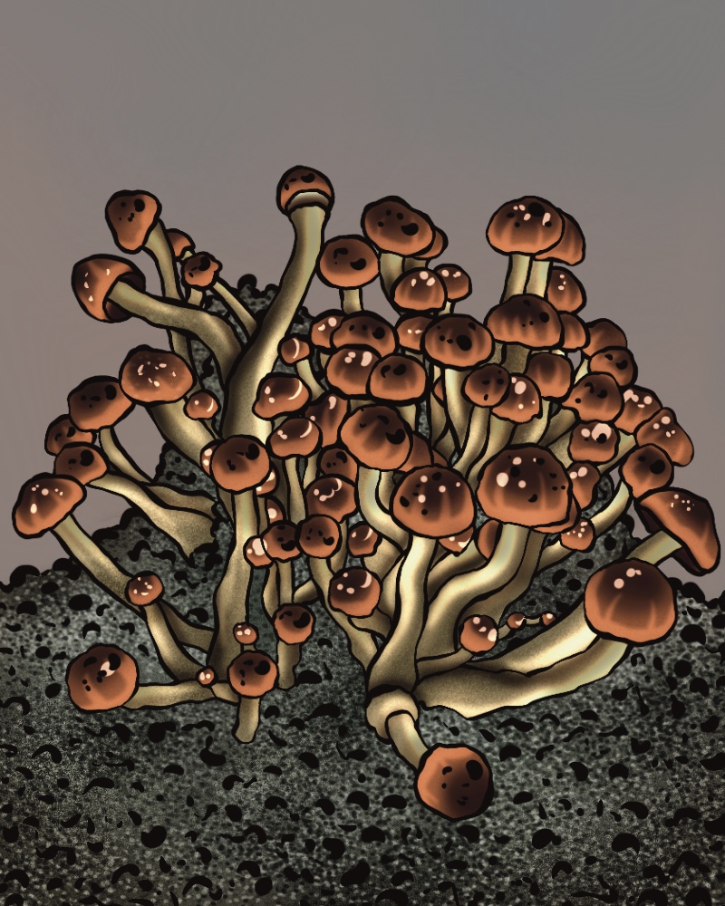growkit psilocybe cubensis Mc Kennaii
