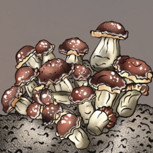 profesjonalny growkit Mr Peanut