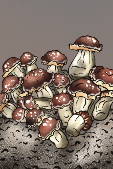 profesjonalny growkit Mr Peanut