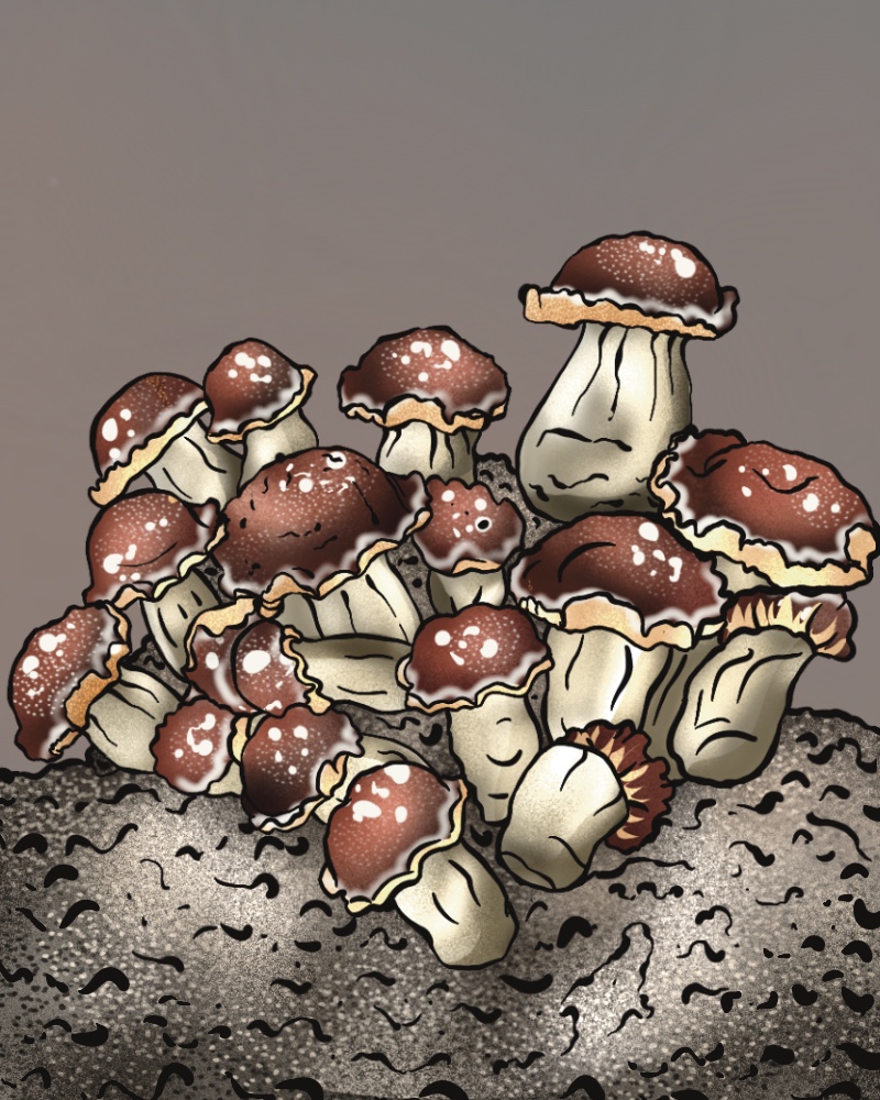 profesjonalny growkit Mr Peanut
